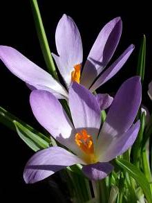 crocus sieberi firefly