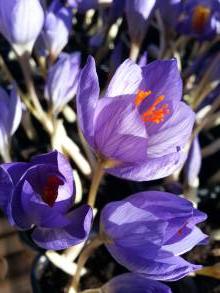 iridaceae 
     crocus 
     speciosus 
     Conqueror 
     crocus