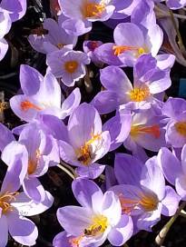 crocus speciosus oxanian