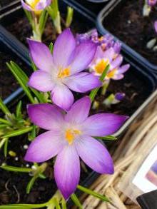 crocus tommasinianus