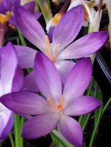 crocus tommasinianus ruby giant