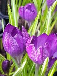 crocus tommasinianus ruby giant