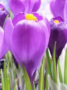 crocus vernus flower record