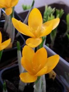 iridaceae 
     crocus 
     vernus 
     Golden Yellow 
     crocus