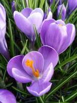 crocus vernus grand maitre 1