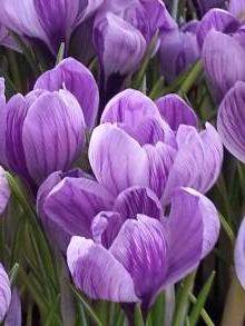 crocus vernus king of striped