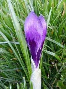 crocus vernus negro boy