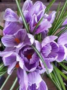 crocus vernus pickwick