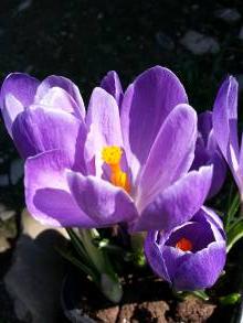 crocus vernus remembrance