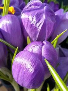 crocus vernus remembrance