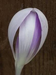 crocus vernus vanguard