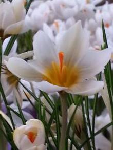 crocus versicolor picturatus