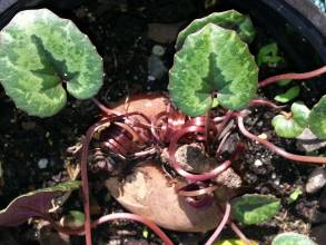 cyclamen cilicicum