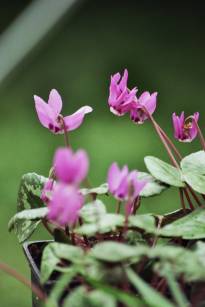 primulaceae 
     cyclamen 
     coum 
     Rubrum 
     cyclamen