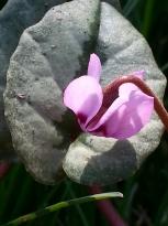 primulaceae 
     cyclamen 
     coum 
     ssp. Elegans 
     cyclamen