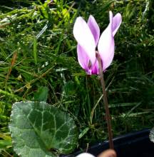 cyclamen cyprium