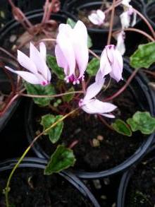 primulaceae 
     cyclamen 
     hederifolium 
     Album 
     Cyclamen des bois, cyclamen à feuille de lierre, cyclamen de Naples