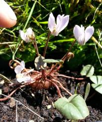 primulaceae 
     cyclamen 
     intaminatum 
      
     cyclamen