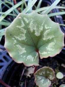 primulaceae 
     cyclamen 
     mirabile 
     Album 
     cyclamen