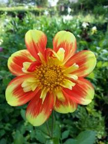 dahlia collerette pooh