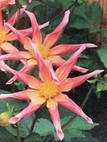 asteraceae 
     dahlia 
     honka 
     Surprise 
     dahlia