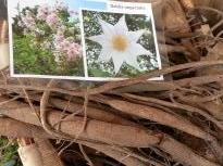 dahlia imperialis