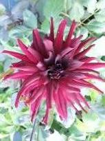 dahlia nuit d ete 1