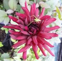 dahlia nuit d ete 2