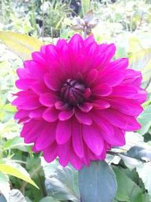 dahlia purple flame