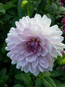 dahlia valentino