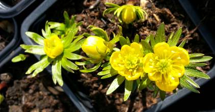 eranthis hyemalis