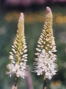 eremurus brutus