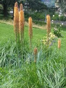 asphodelaceae 
     eremurus 
      
     Cleopatra 
     érémure, Lys des steppes