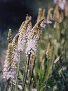 asphodelaceae 
     eremurus 
     himalaicus 
      
     érémure, lys des steppes