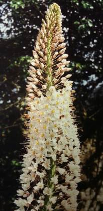 asphodelaceae 
     eremurus 
     robustus 
      
     érémure, Lys des steppes