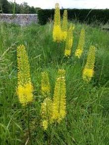 asphodelaceae 
     eremurus 
     stenophyllus 
      
     érémure, lys des steppes