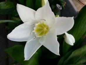 eucharis amazonica