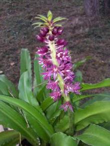 hyacinthaceae 
     eucomis 
     comosa 
     Leia 
     eucomis, plante ananas