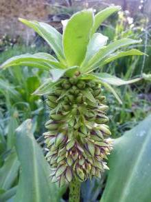 hyacinthaceae 
     eucomis 
     bicolor 
      
     eucomis, plante ananas