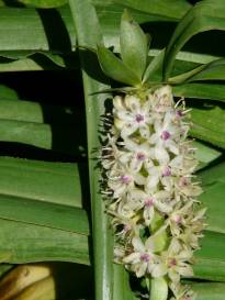 hyacinthaceae 
     eucomis 
     comosa 
     Lotte 
     eucomis, plante ananas