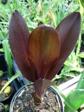 hyacinthaceae 
     eucomis 
      
     Sparkling Burgundy 
     eucomis, plante ananas