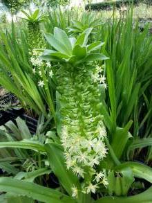 hyacinthaceae 
     eucomis 
     Pole-evansii 
      
     eucomis, plante ananas