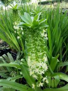 hyacinthaceae 
     eucomis 
     Pole-evansii 
      
     eucomis, plante ananas