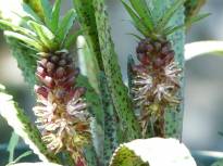 hyacinthaceae 
     eucomis 
     vandermerwei 
      
     eucomis, plante ananas