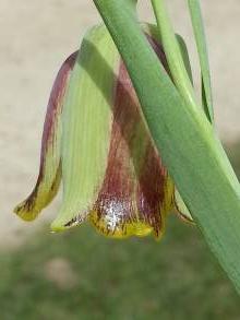 fritillaria acmopetala