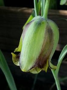 fritillaria acmopetala