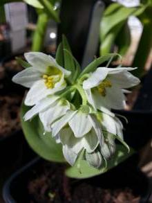 fritillaria bucharica