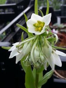 fritillaria bucharica