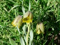 liliaceae 
     fritillaria 
     crassifolia 
     ssp. kurdica 
     fritillaire