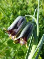 fritillaria elwesii